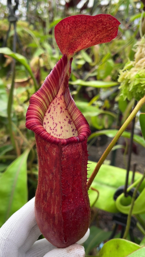 N. petiolata - assorted clones