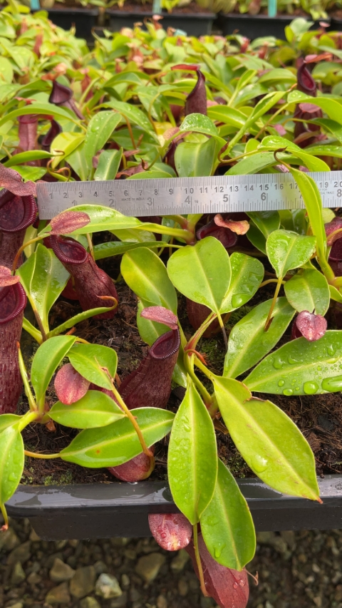 N. ‘Bill Bailey’ x robcantleyi – best selected clone