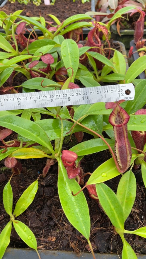 N. singalana x (burbidgeae x edwardsiana) – clone #4