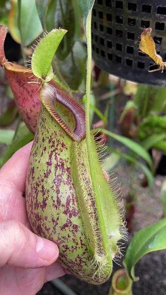 N. ampullaria x hamata – selected speckled clone
