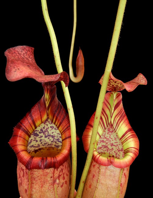 N. (veitchii x mira) x (burbidgeae x edwardsiana) - assorted clones