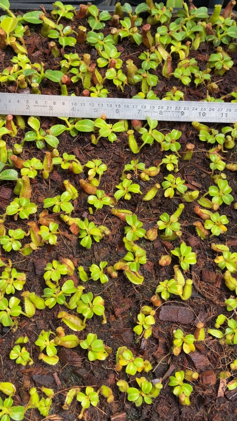 N. truncata – Pasian Highland