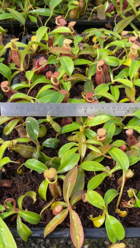 N. spathulata x (burbidgeae x edwardsiana)