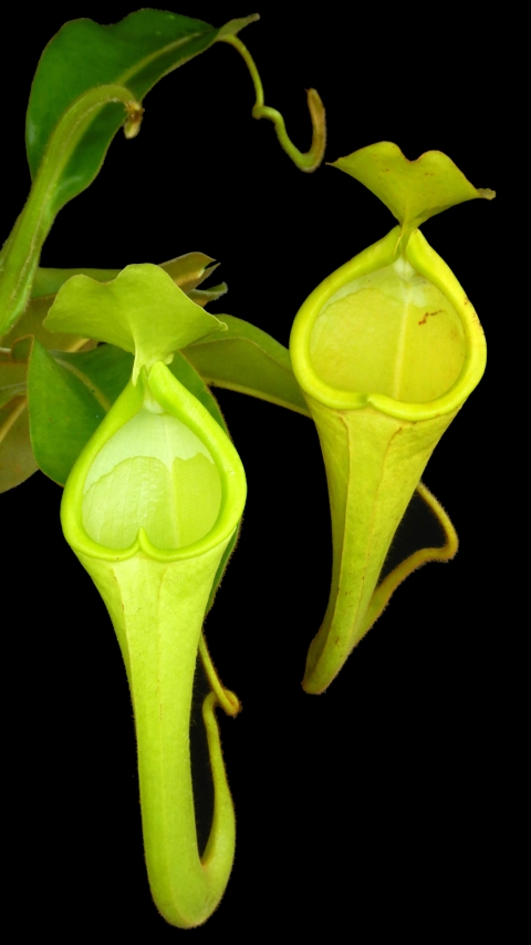 N. chaniana - assorted clones