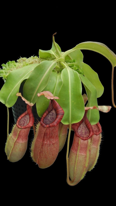 N. (veitchii x lowii) x samudera - assorted clones