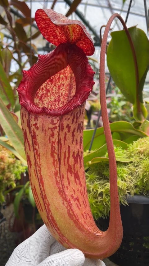 N. sibuyanensis x klossii