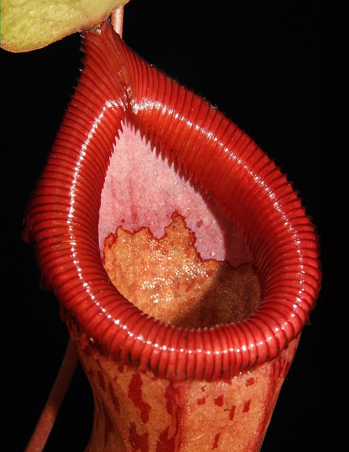 N. ventricosa x burkei – selected clone