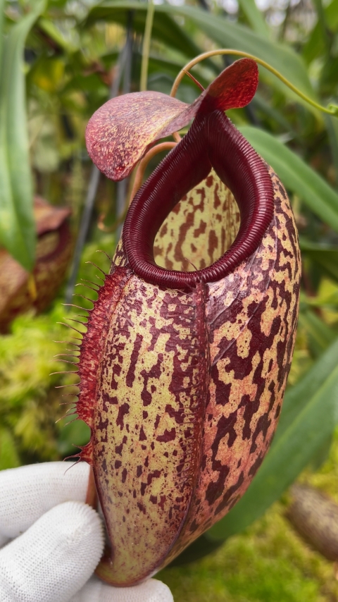 N. merrilliana x aristolochioides – best selected clones