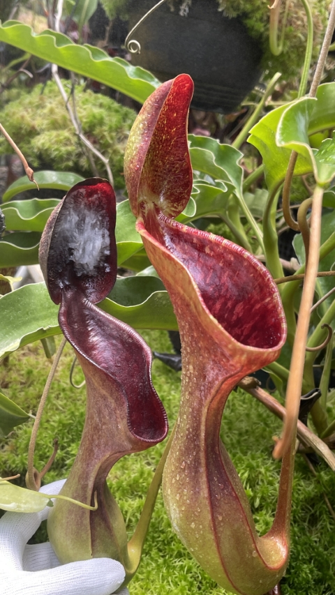 WIP N. lowii - Trus Madi - best selected clone