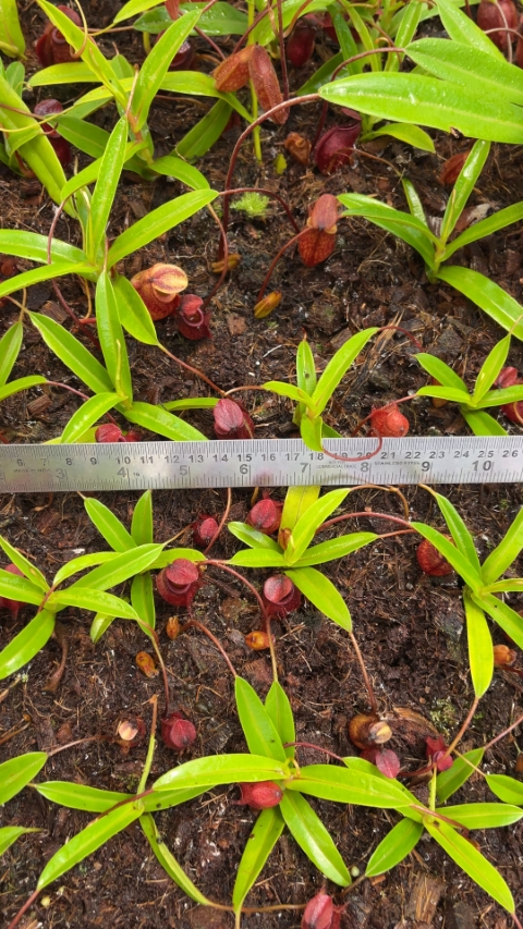 N. aristolochioides x diabolica - assorted clones from cuttings