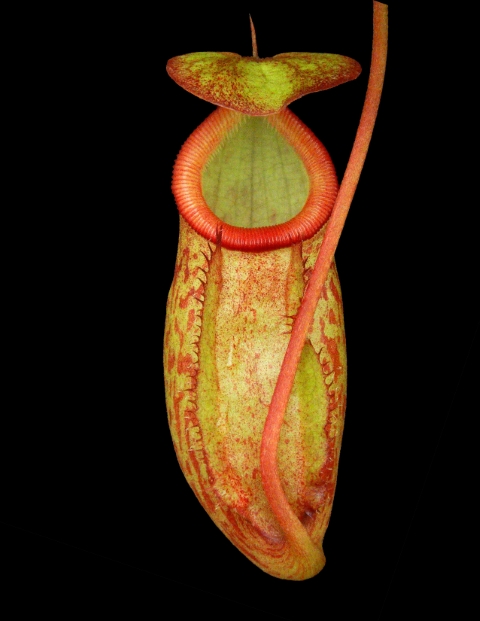 N. rajah x gymnamphora – assorted clones