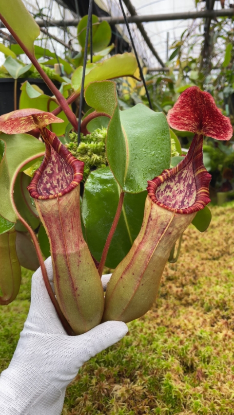 N. clipeata x (lowii x veitchii) - selected clones