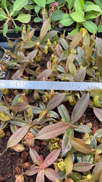 N. ampullaria x hamata – selected speckled clone