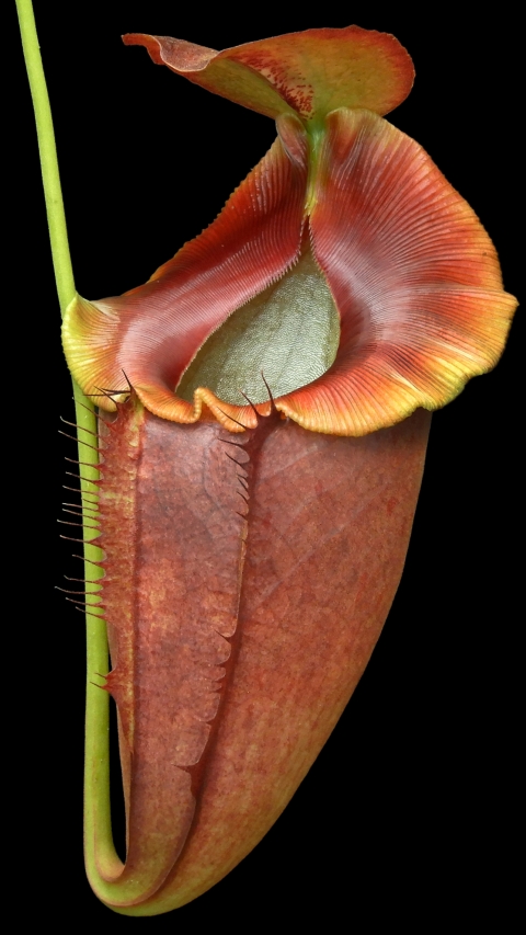 N. spathulata x tenuis - assorted clones