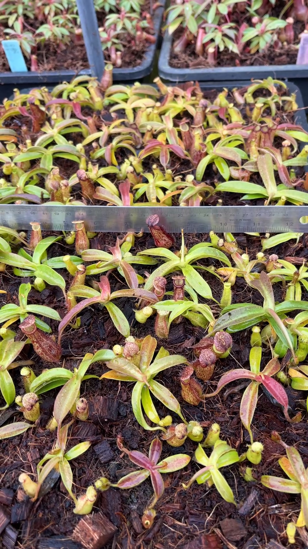 N. hamata x maxima - assorted clones