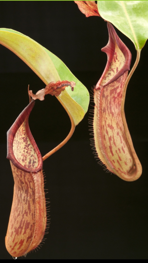 Borneo Exotics — N. dactylifera