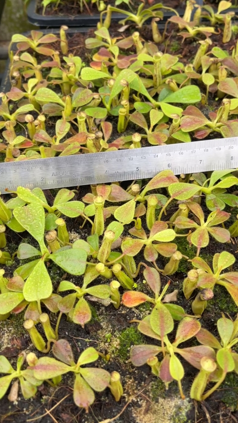 N. zakriana - selected clone