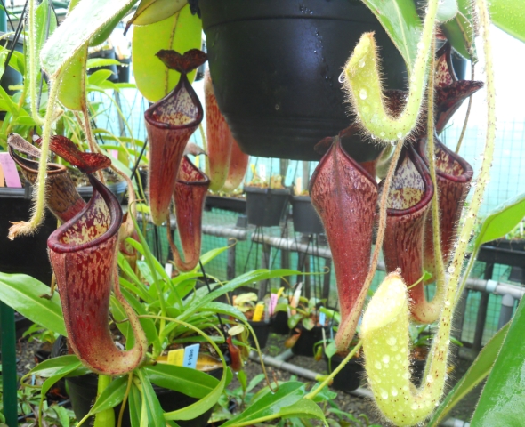 N. glandulifera - assorted clones