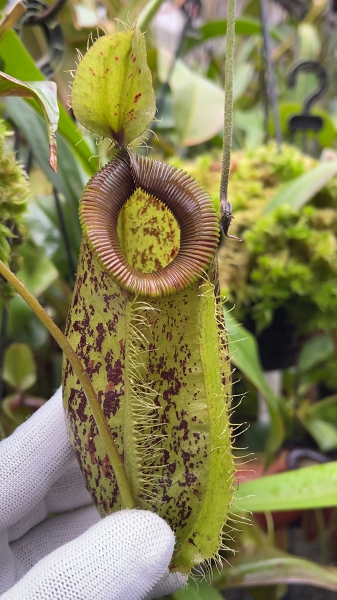 N. ampullaria x hamata – selected speckled clone