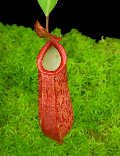 N. talangensis x reinwardtiana - assorted clones