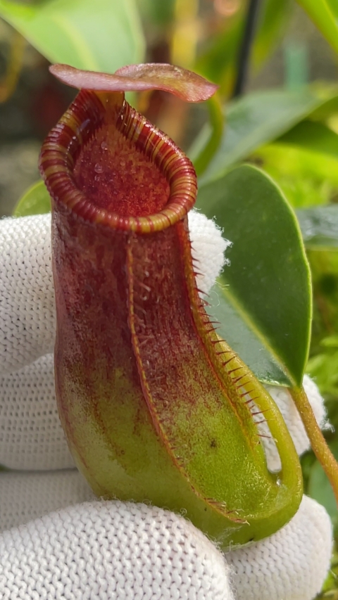 N. burkei x lowii - assorted clones