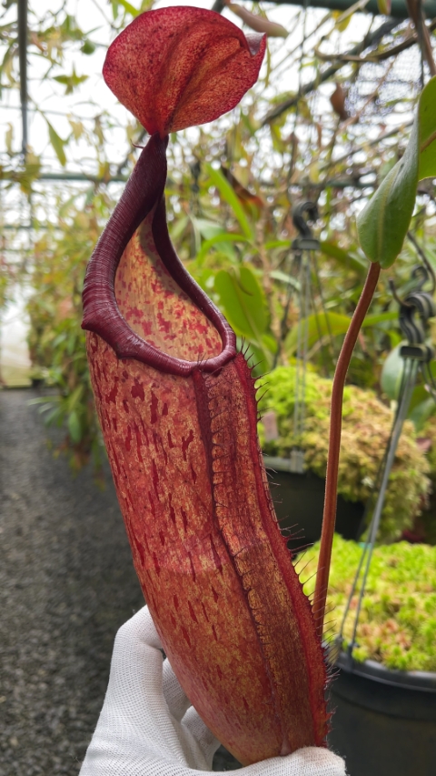 Nepenthes samudera — Borneo Exotics BE-3172b