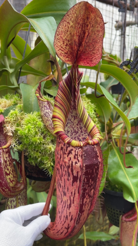 WIP N. spectabilis x veitchii - assorted clones