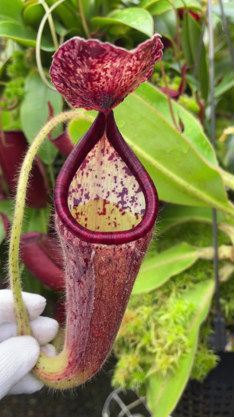 N. glandulifera - assorted clones