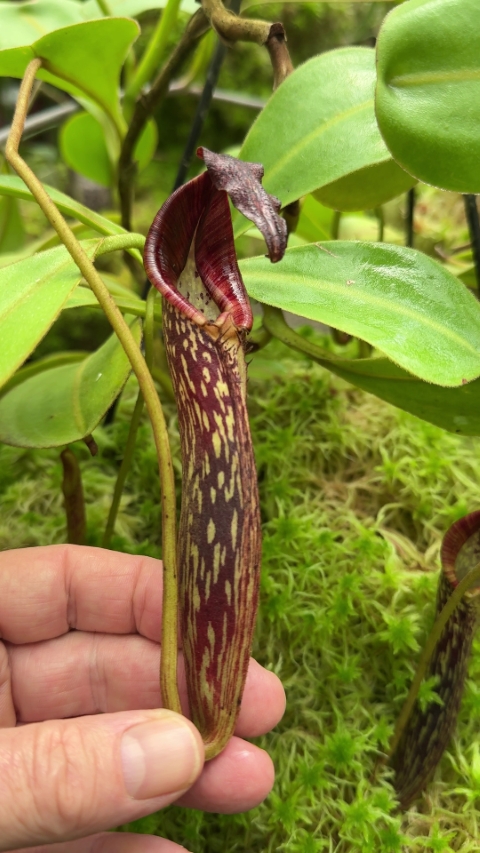 N. zakriana - selected clone