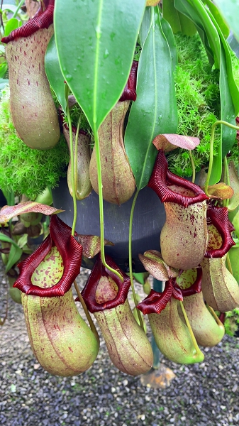 N. ventricosa x robcantleyi – assorted clones