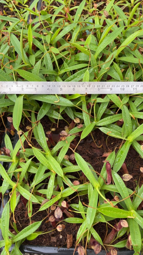 N. (singalana x diabolica) x hamata - assorted clones