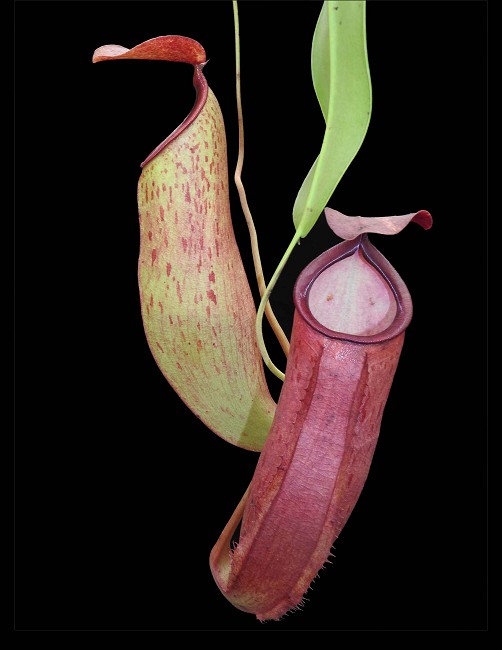 N. talangensis x reinwardtiana - assorted clones