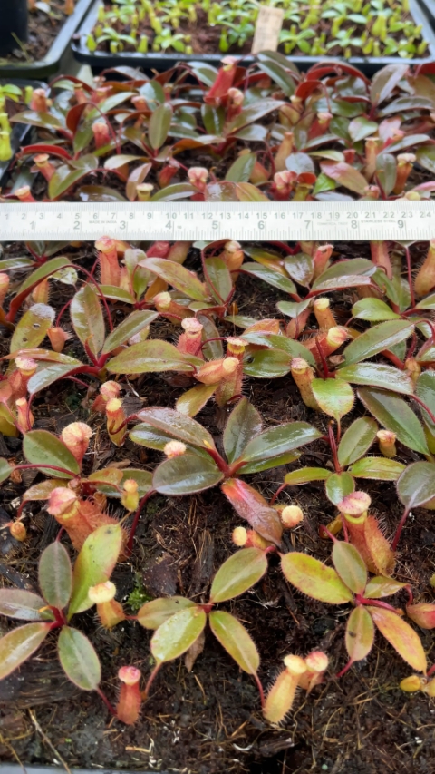 N. peltata x attenboroughii - assorted clones