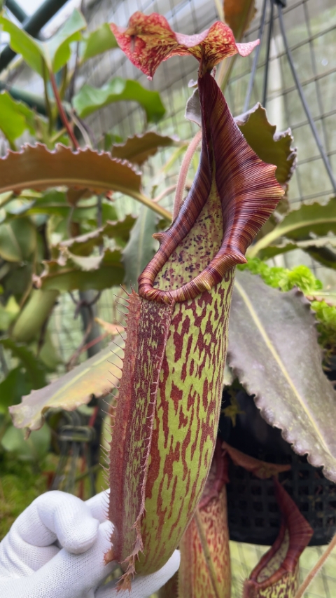 N. maxima - wavy leaf - clone #9