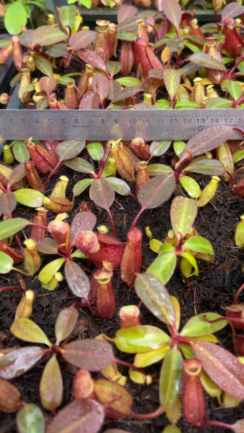 N. peltata x ephippiata - assorted clones