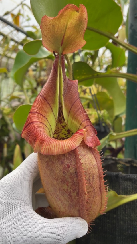 N. robcantleyi x veitchii
