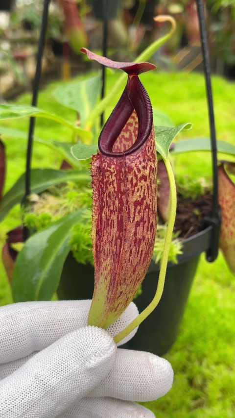 N. aristolochioides x veitchii - assorted clones