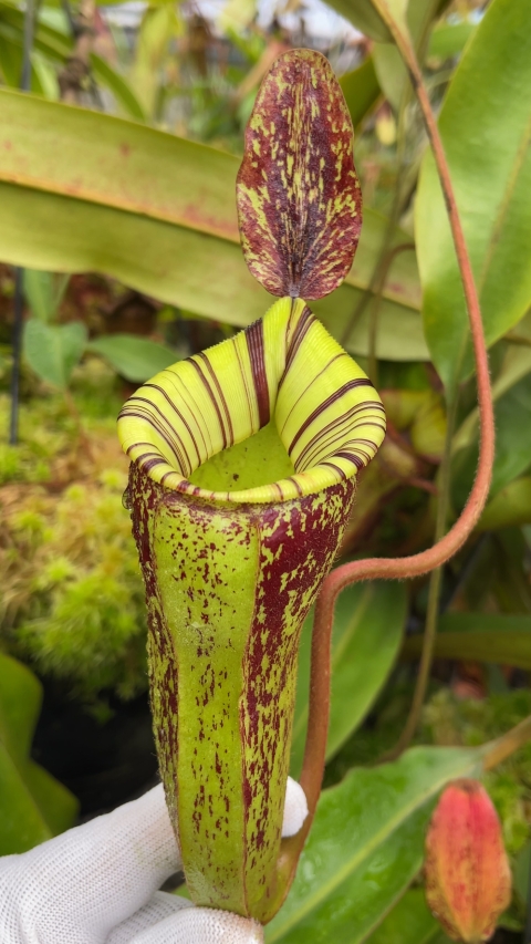 N. ampullaria x (veitchii x lowii) – selected clone