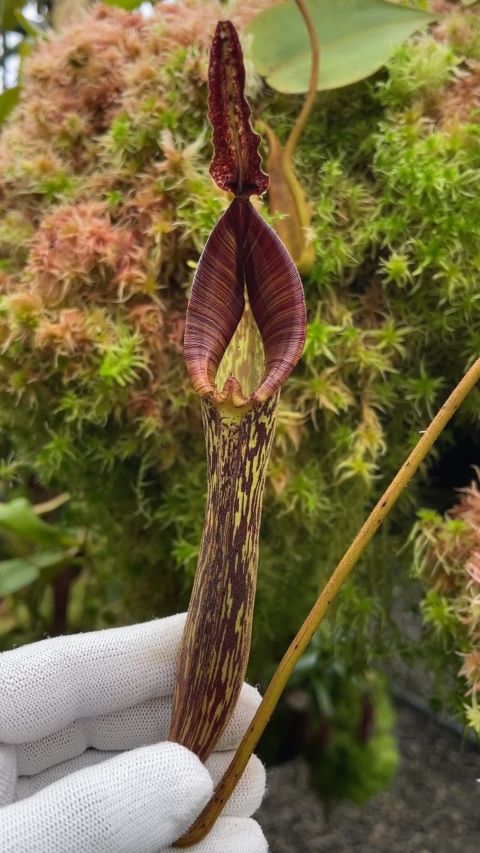 N. zakriana - selected clone