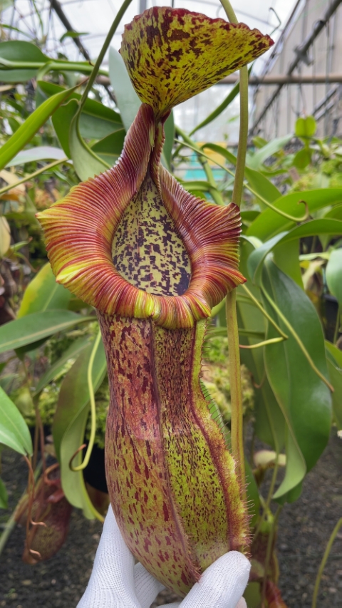 N. spathulata x (burbidgeae x edwardsiana)