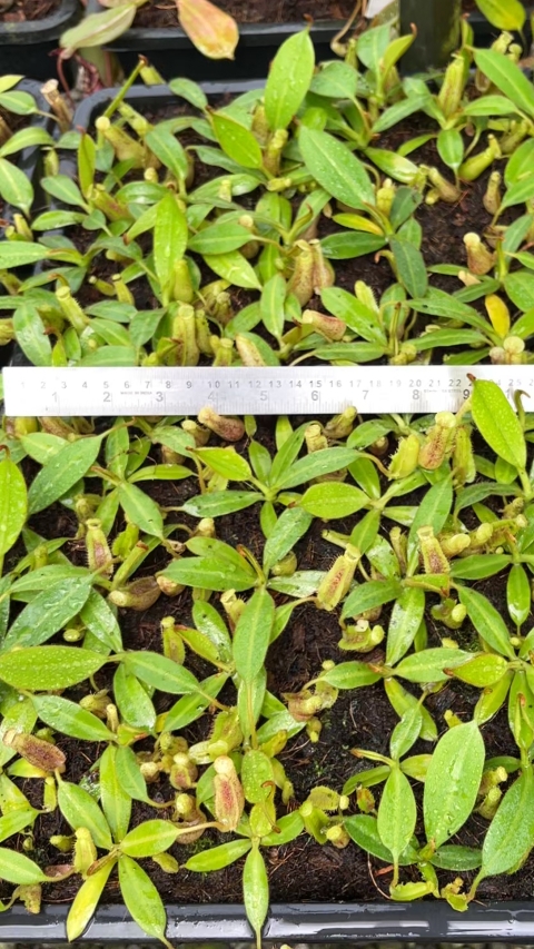 N. burbidgeae x platychila