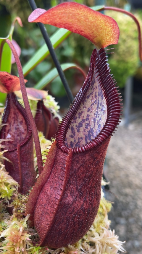 N. singalana x diabolica – assorted clones from cuttings