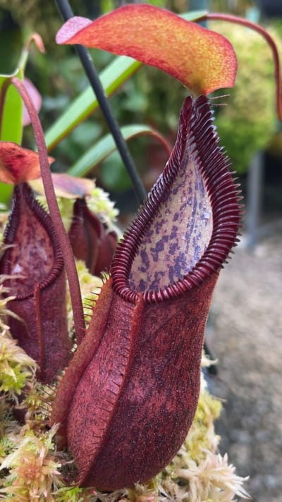 N. singalana x diabolica – assorted clones from cuttings