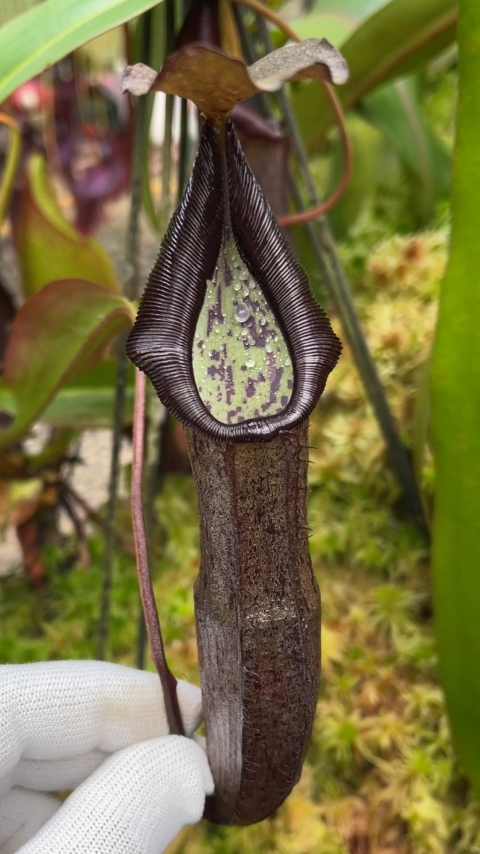 N. maxima x ramispina – best selected clone