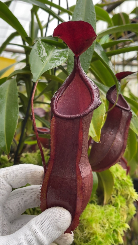 N. spathulata x tobaica - selected clone