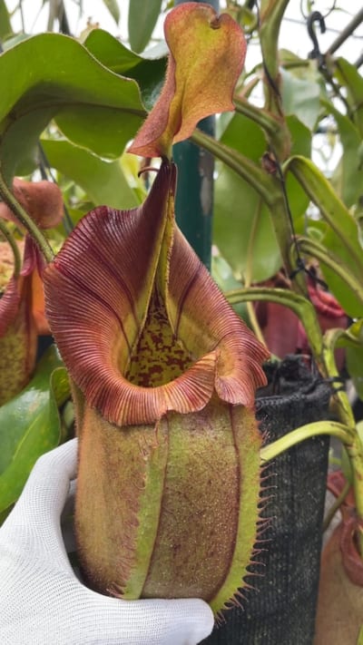 N. robcantleyi x veitchii