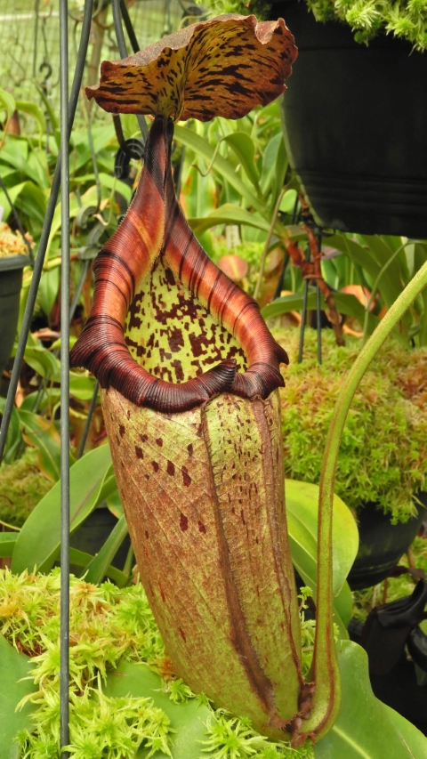 N. burbidgeae x robcantleyi – selected clone