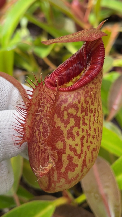 N. (aristolochioides x spectabilis) x lowii – assorted clones