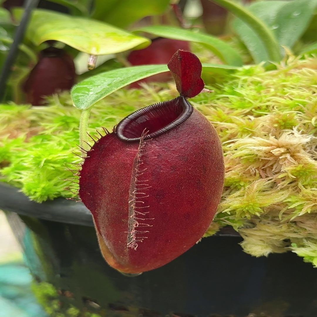 N. ampullaria x aristolochioides – selected red clones