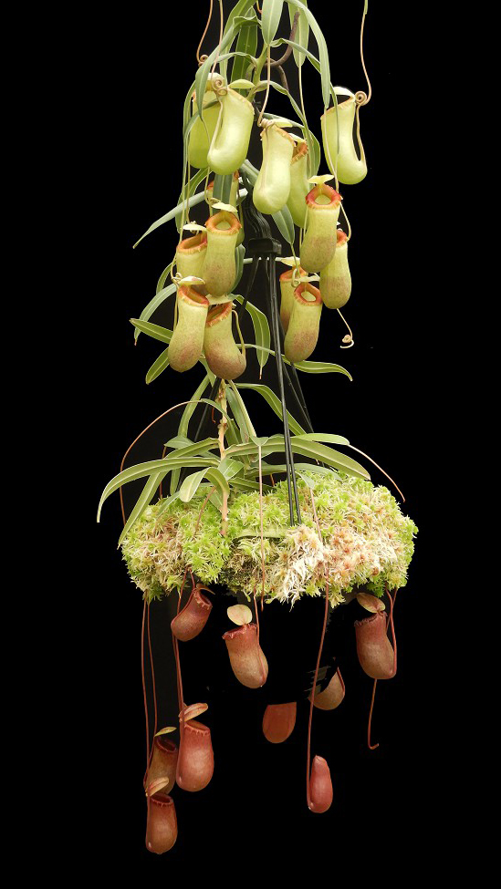 N. barcelonae - assorted clones